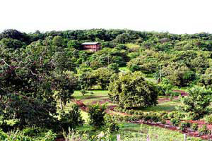 The Aroma del Campo resort is surrounded by forest.